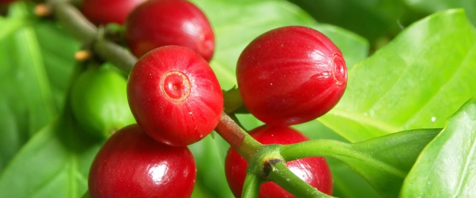 What are the Two Main Types of Coffee Trees?