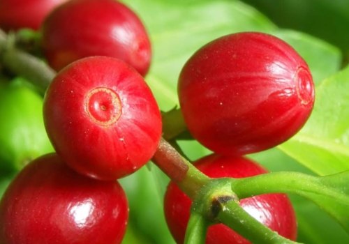 What are the Two Main Types of Coffee Trees?